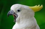 Sulphur-crested Cockatoo Stock Photo