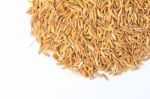 Paddy Rice  Stock Photo