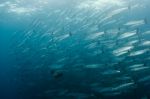 Baracuda Fish In Sipadan Malaysia Stock Photo