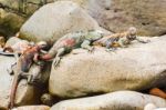 Lava Lizard On Galapagos Islands Stock Photo