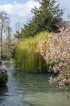 Different Varieties Of Trees Along The River Windrush In Witney Stock Photo