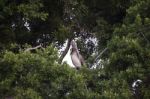 Brown Pelican On A Tree Stock Photo