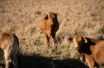 Cute Cows In The Countryside During The Day Stock Photo