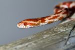 Red Corn Snake Stock Photo