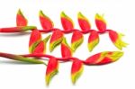 Hanging Heliconia Stock Photo