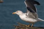 Seagull In The Seashore Stock Photo