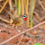 Siberian Rubythroat Bird Stock Photo