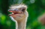 Ostrich Head Stock Photo