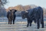 Two Black Scottish Highlanders In Frozen Meadow Stock Photo