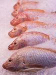 Red Snapper Fishes Stock Photo