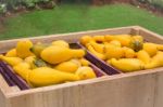 Fresh Organic Yellow Squash At Food Festival Stock Photo