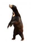 Malayan Sunbear Isolated Stock Photo