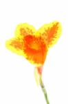 Single Canna Lily Orange And Yellow Flower Stock Photo