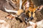 The Bongo (tragelaphus Eurycerus) Is Among The Largest Of The African Forest Antelope Species Stock Photo