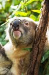 Koala By Itself In A Tree Stock Photo