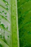 Dew On A Green Leaf Beautifully Detailed Stock Photo