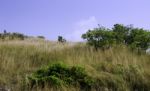 Field Of Summer Grass Stock Photo