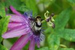 Busy Bee Stock Photo