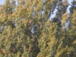 Autumn Tree Foliage Texture Stock Photo