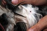 Ticks On A Dog Head Stock Photo