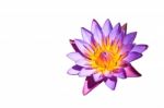 Purple Lotus Stock Photo