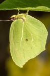 Gonepteryx Cleopatra  Butterfly Insect Stock Photo