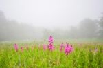 Green Grass Misty Morning Stock Photo