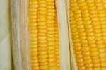 Sweet Corn Stock Photo