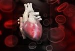 Human Heart Stock Photo