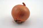 Onion Stock Photo