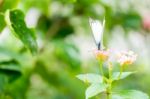 White Black Pattern Butterfly On Bunch Stock Photo