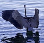 Beautiful Background With A Great Blue Heron Standing With The Opened Wings Stock Photo