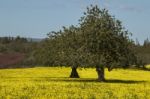 Almond Orchard In A Field Of Yellow Flowers Stock Photo