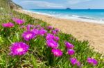 Pink Icicle Plants At Coast In Greece Stock Photo