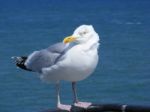 Herring Gull Stock Photo