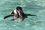 Humboldt Penguin (spheniscus Humboldti) Stock Photo