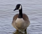 Beautiful Image With A Cute Canada Goose In The Lake Stock Photo