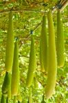 Wax Gourd Or Chalkumra Or Winter Melon Stock Photo