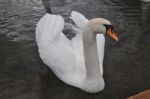 Swan Stock Photo