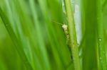 Grasshopper In Green Nature Stock Photo