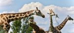 Isolated Image Of Four Cute Giraffes Eating Leaves Stock Photo