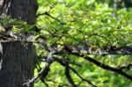 Spring Oak Leaves Stock Photo