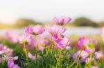 Pink Cosmos With Sky Stock Photo