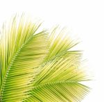 Coconut Leaf Isolated On White Background Stock Photo