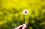 Close-up Of Beautiful Garden Flowers Field A Little Flowers Background Stock Photo