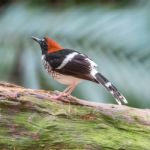 Male Chestnut-naped Forktail Stock Photo