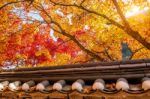 Roof Of Gyeongbukgung And Maple Tree In Autumn In Korea Stock Photo