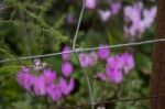 The Cyclamen Blooming In Israel	 Stock Photo