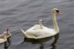 The Chick Is Riding On The Back Of Her Mother-swan Stock Photo