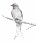 Ashy Drongo Bird Drawing Stock Photo